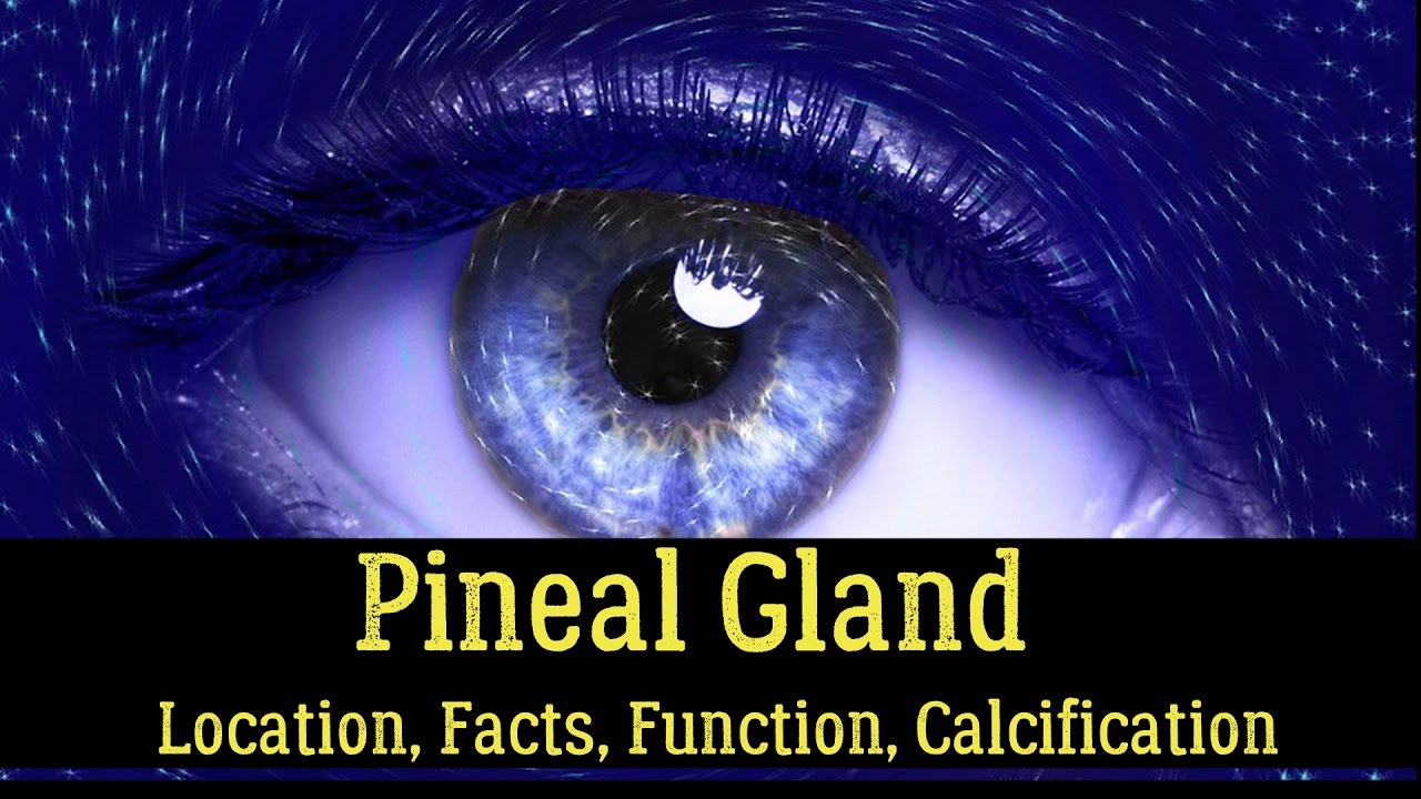Pineal Gland  Location, Facts, Function, Calcification, Cyst, Fluoride