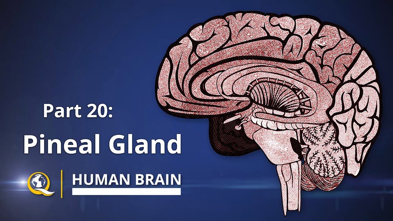 Pineal Gland - The Gateway to Expanded Consciousness - The Human Brain Series 